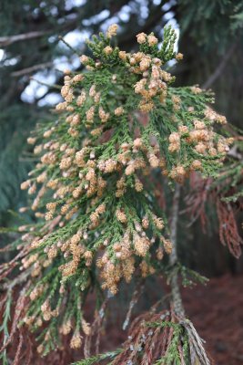 Sequiadendron giganteum - sekvojovec obrovský - v květu